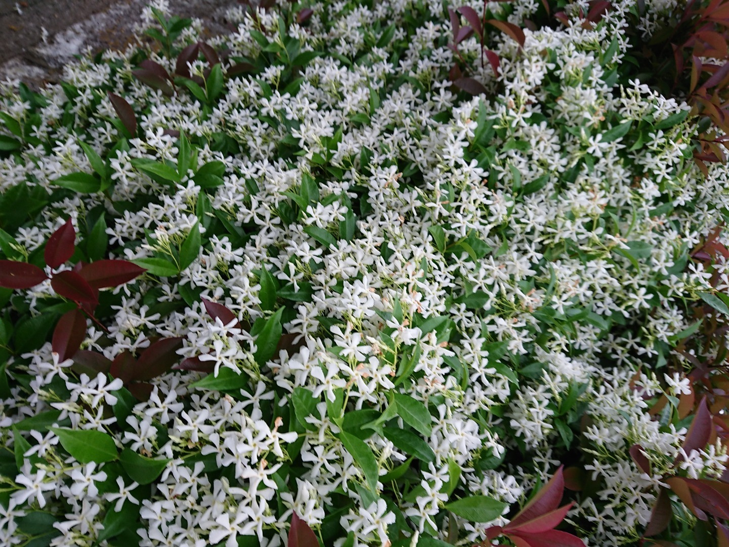 全開 白い花のいい香り 役立つアンテナ
